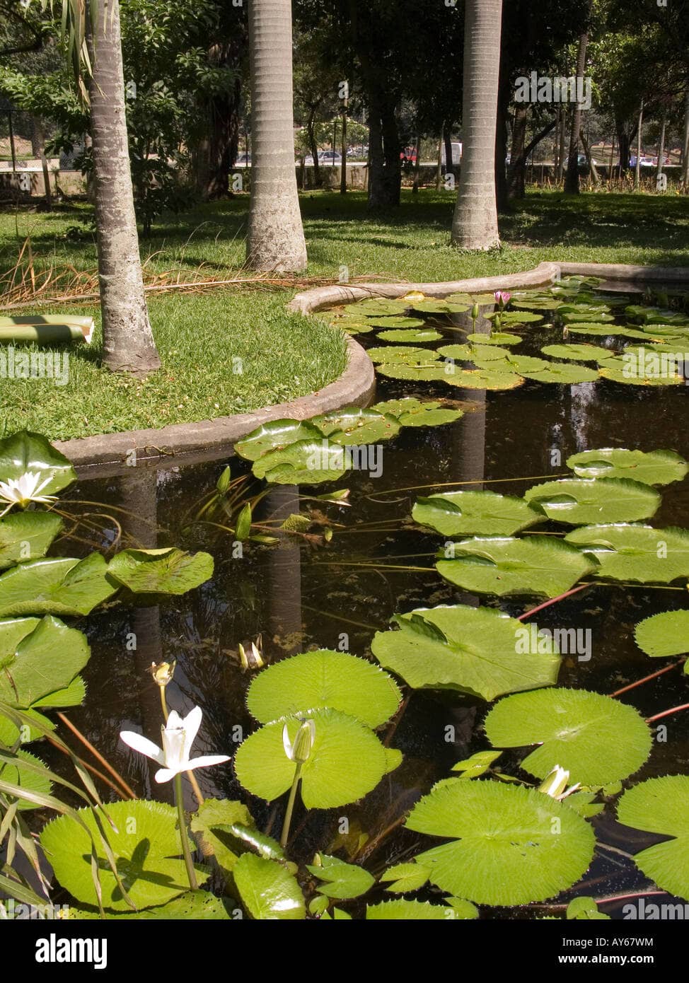 Tranquil Ponds