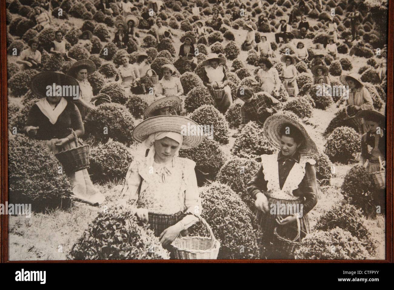 History & Tea Making