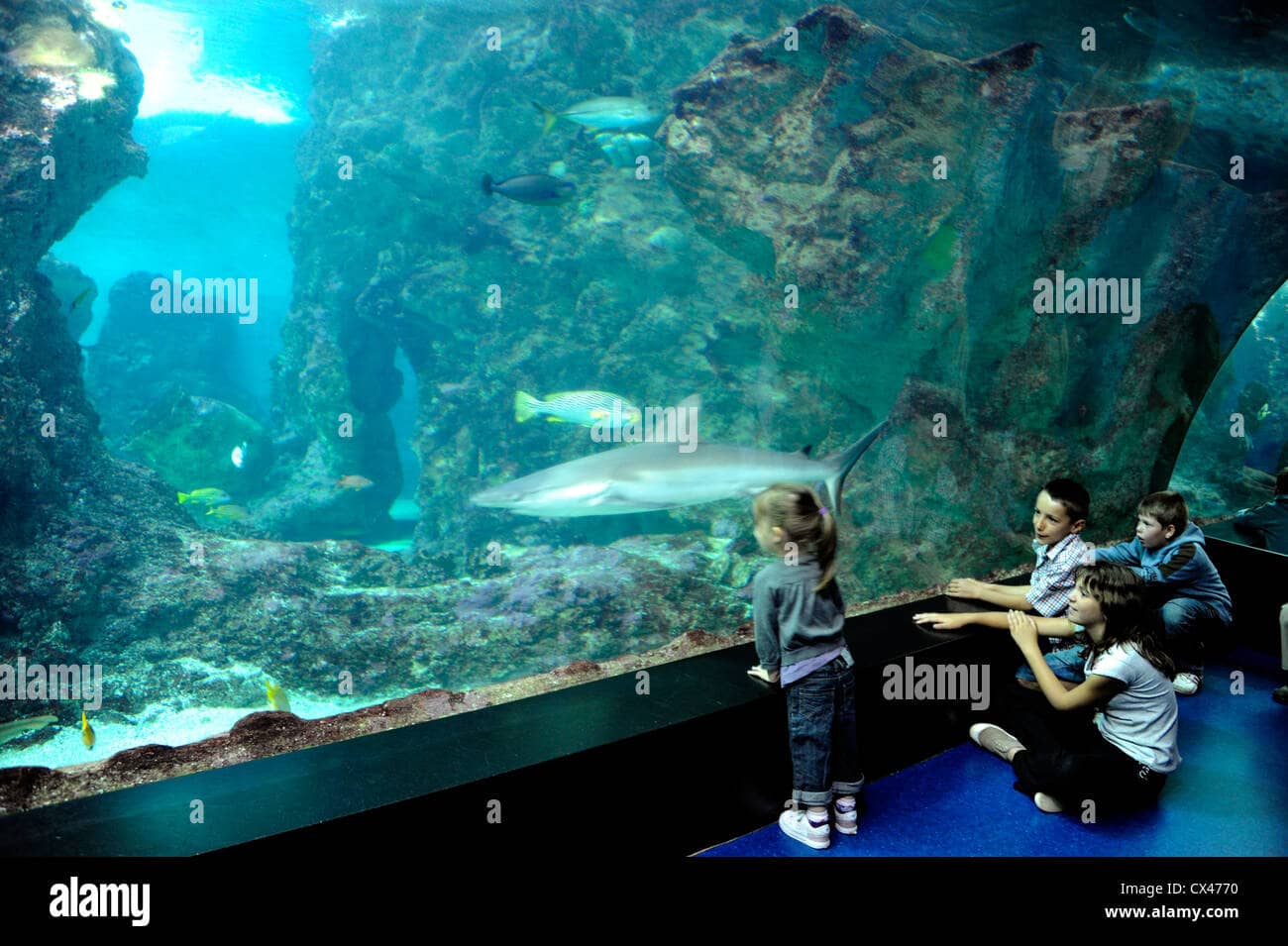 Shark Tanks