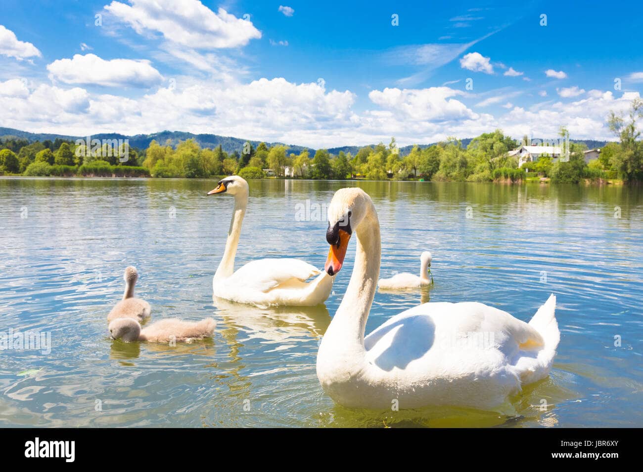 Graceful Swans