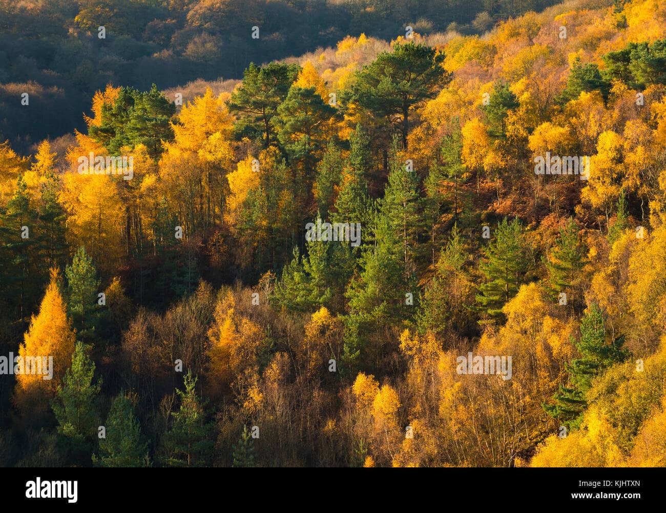 Autumnal Woodland Colors