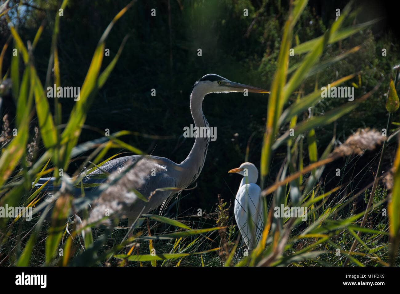 Diverse Birdlife