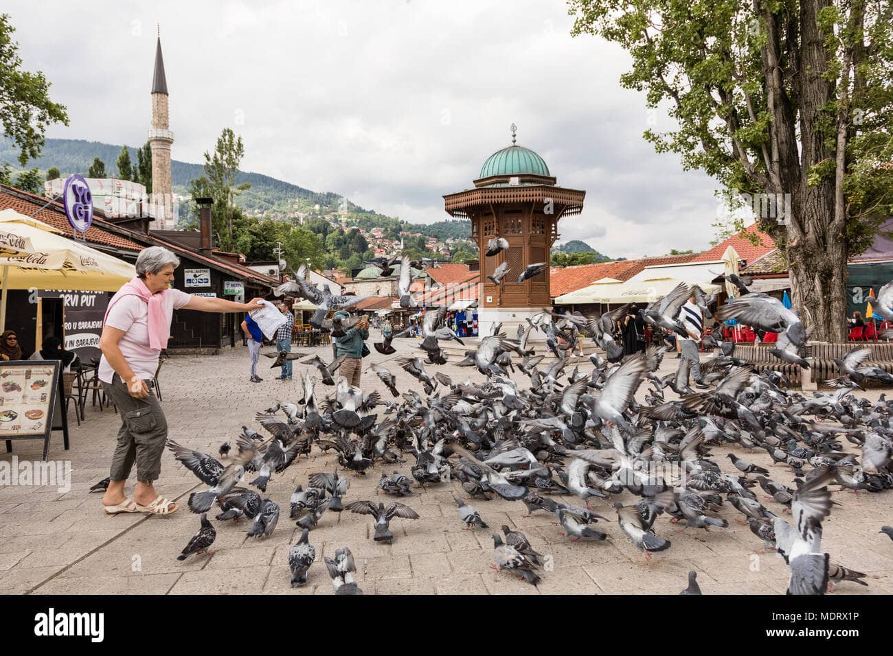 Pigeon Feeding Frenzy