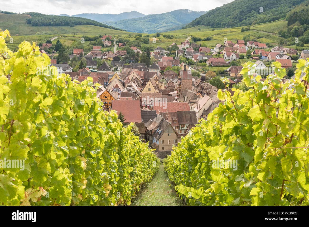 Panoramic Views of Riquewihr