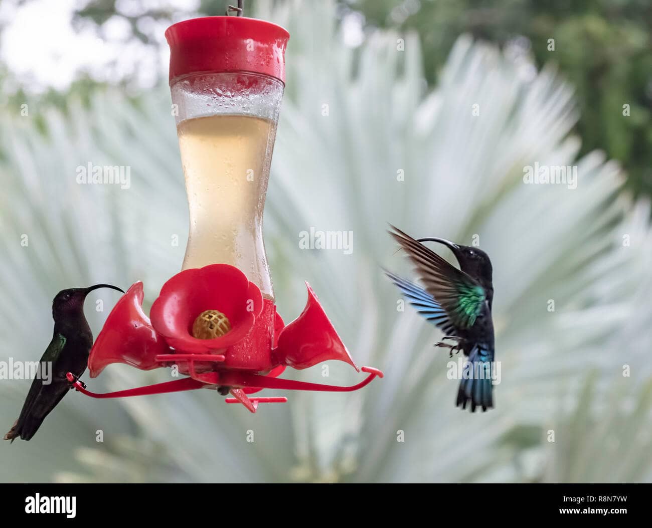 Hummingbird Haven
