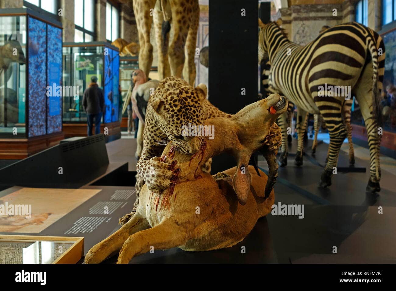 African Biodiversity Exhibits