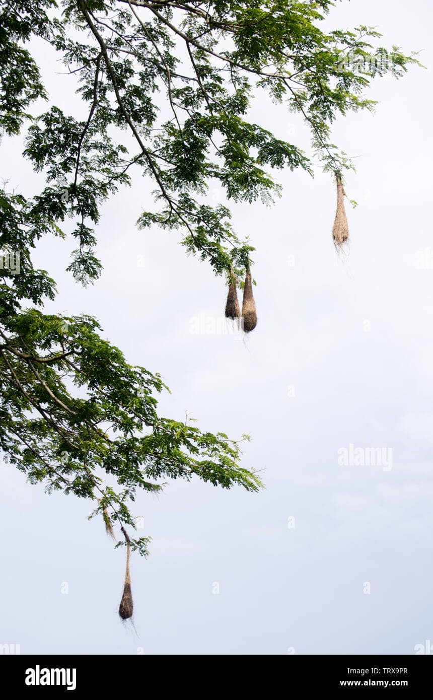 Oropendola Nests