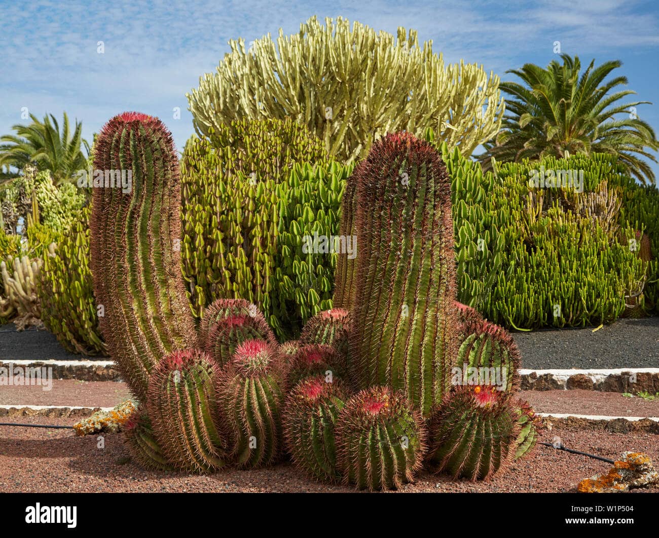 Eclectic Cactus Garden