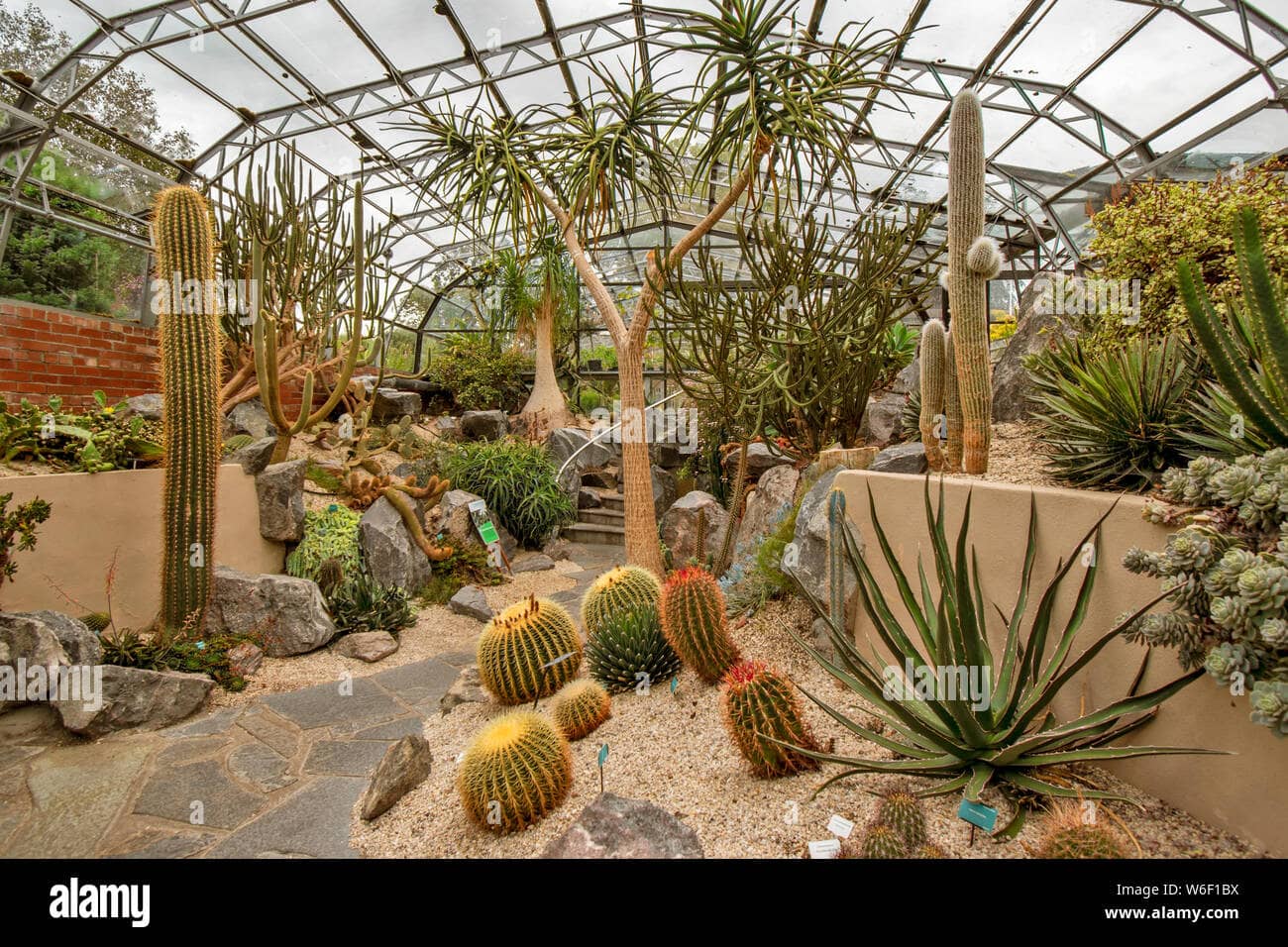 Cactus Collection
