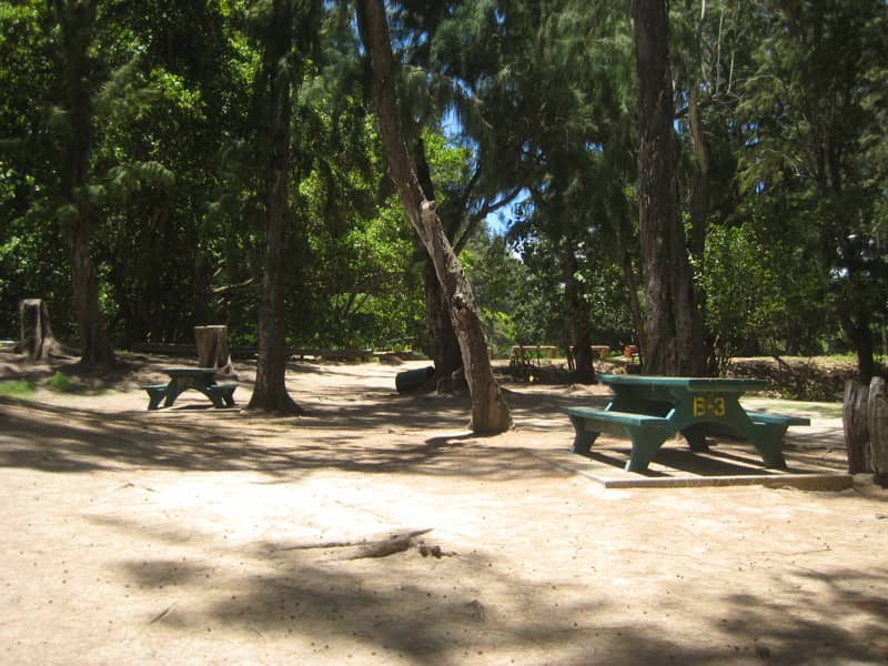 Camping Under the Trees