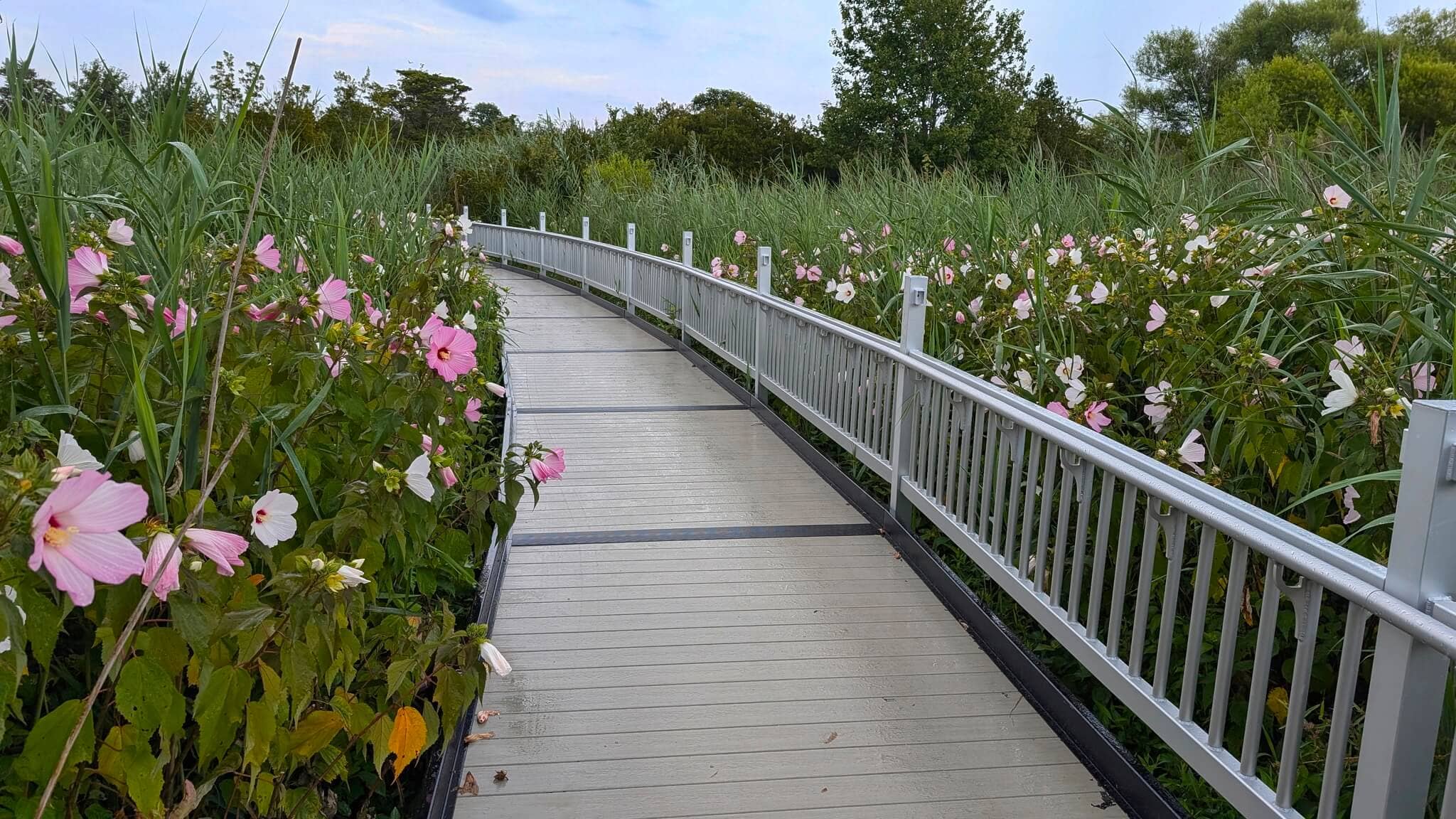 Oceanfront Trails
