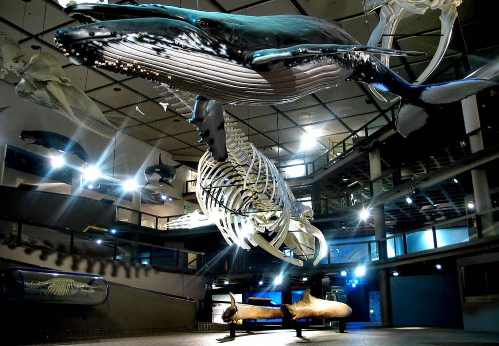 Whale Skeletons