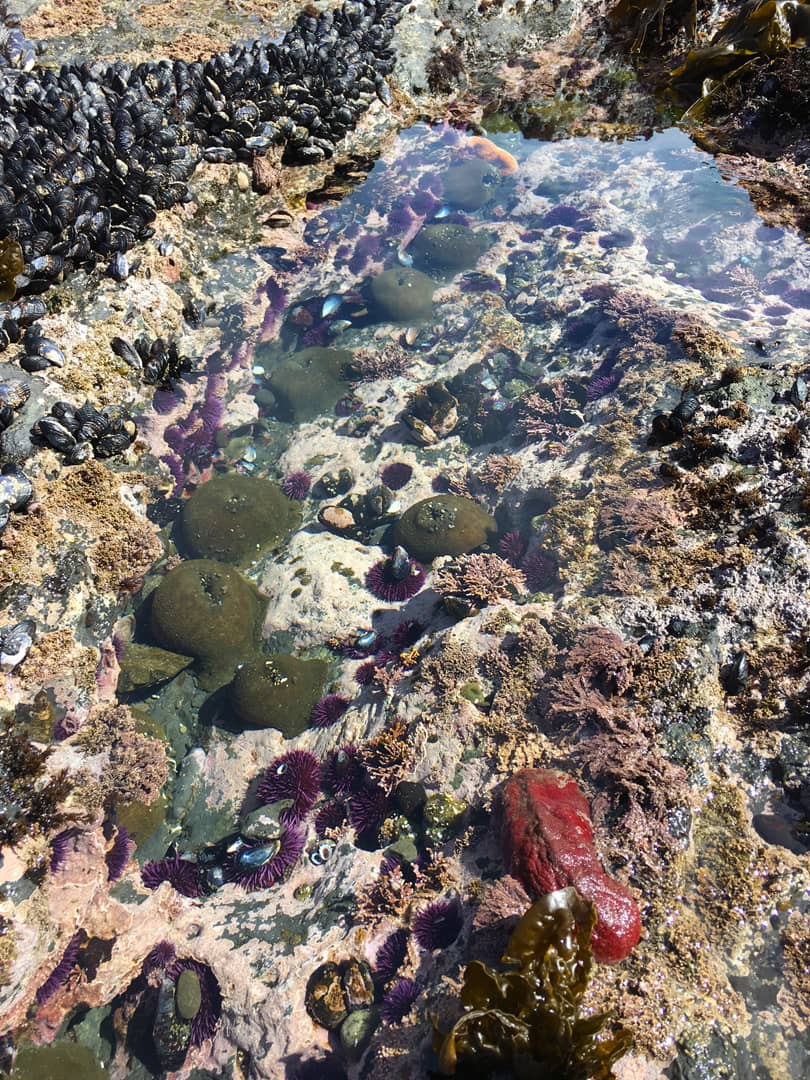 Coastal Views & Tide Pools