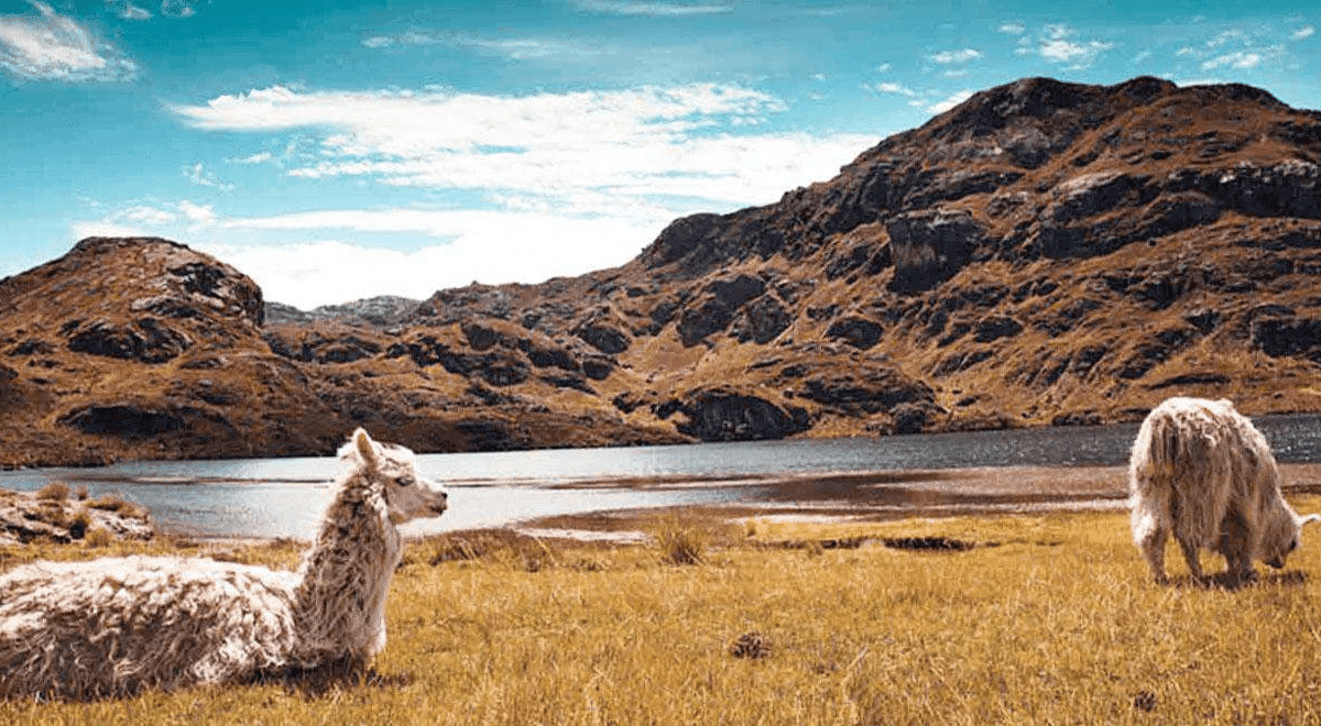 Andean Biodiversity