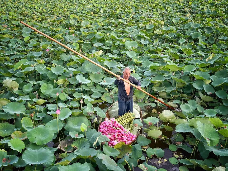 Lotus Ponds