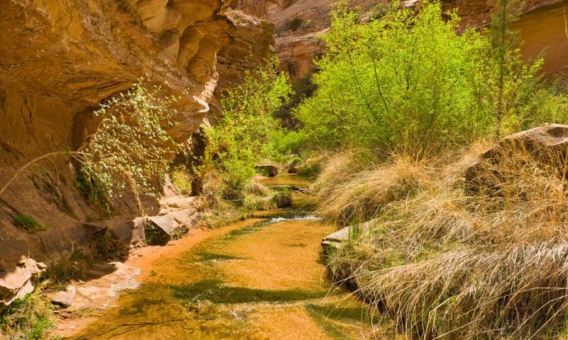 Scenic Creek Walk