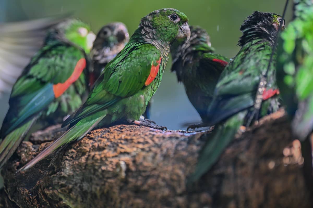 Amazing Aviaries