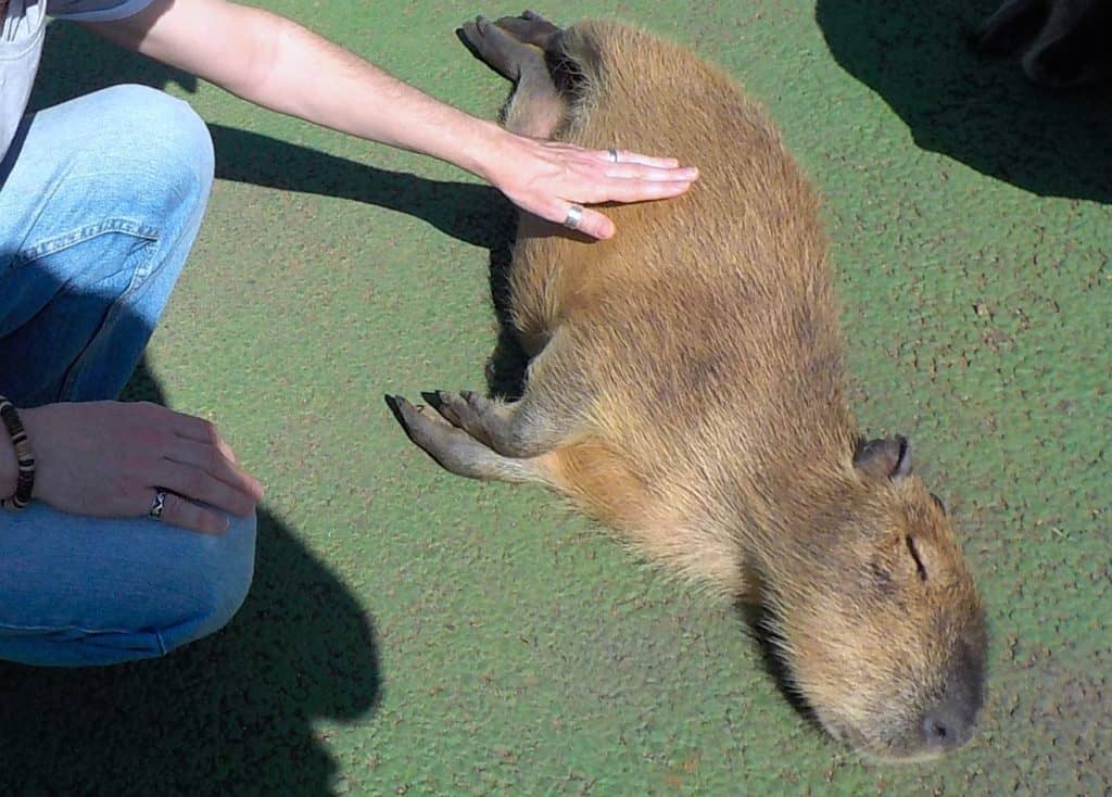 Free-Roaming Animals