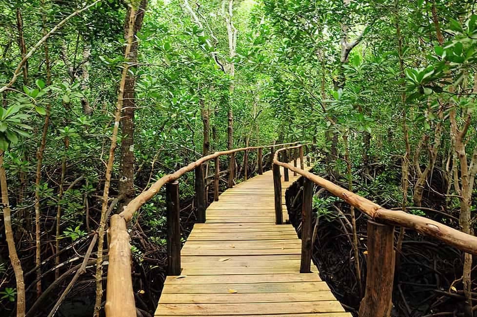 Mangrove Boardwalk