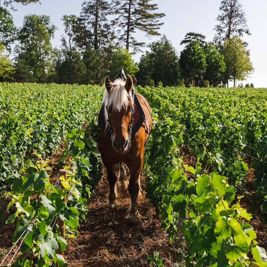Horse-Drawn Vineyard Tours