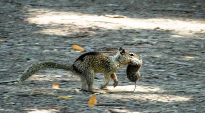 Wildlife Spotting