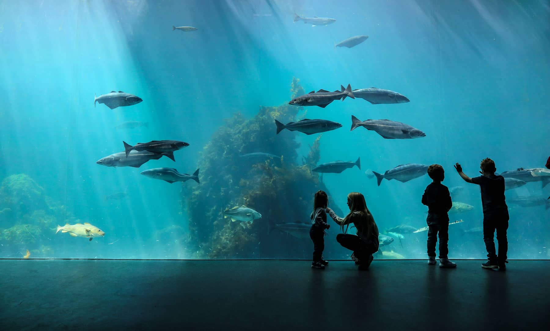 Atlanterhavsparken Aquarium