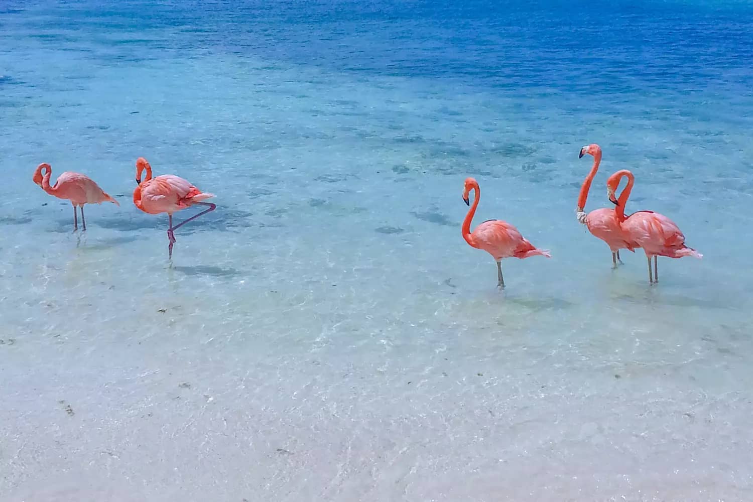 Flamingo Spotting