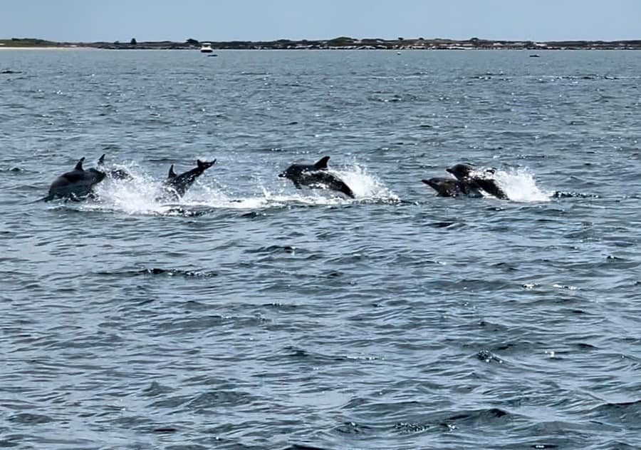 Dolphin Feeding Frenzies