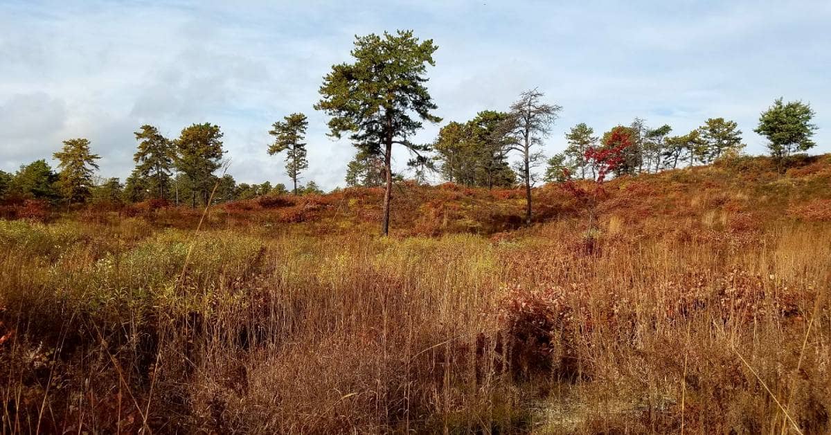 Inland Pine Barrens Ecosystem