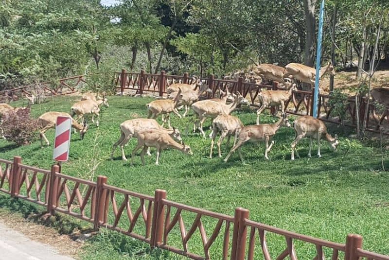 Wildlife Encounters