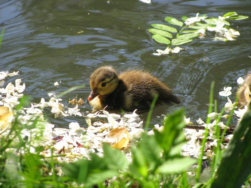Wildlife Spotting