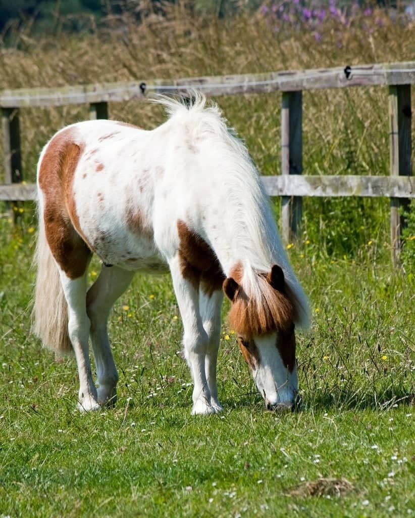 Miniature Animal Encounters
