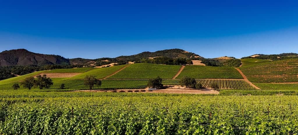 Vineyard Views