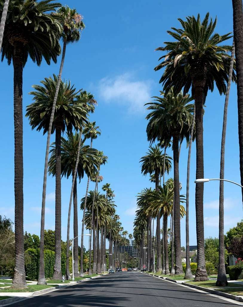 Palm Tree Lined Streets
