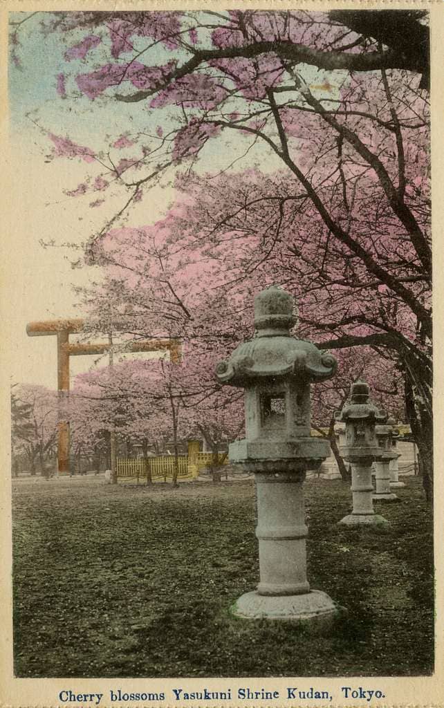 Cherry Blossom Garden