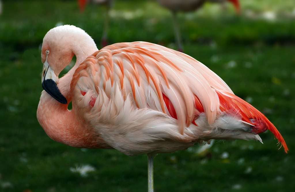 Flamingo Flock