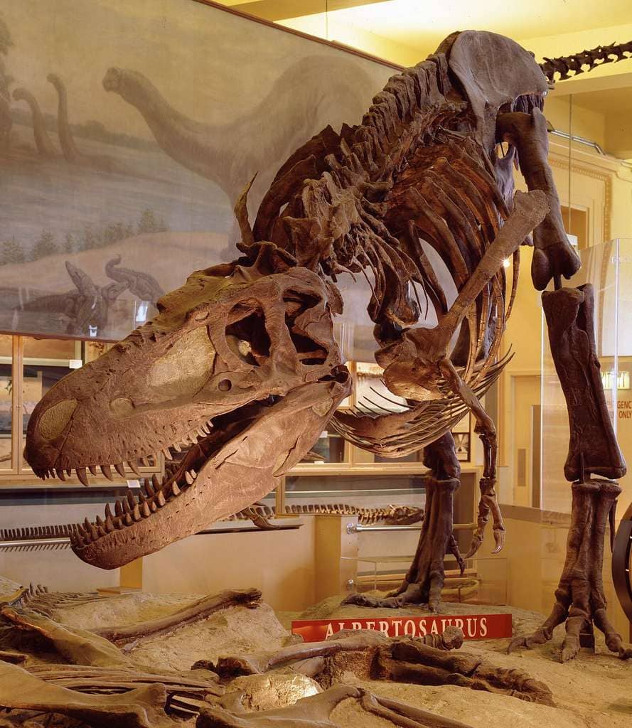 Fossil Displays