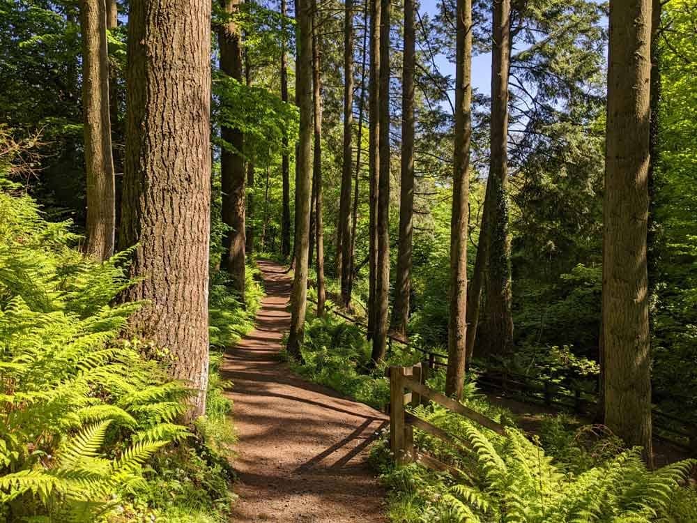 Woodland Wanderings