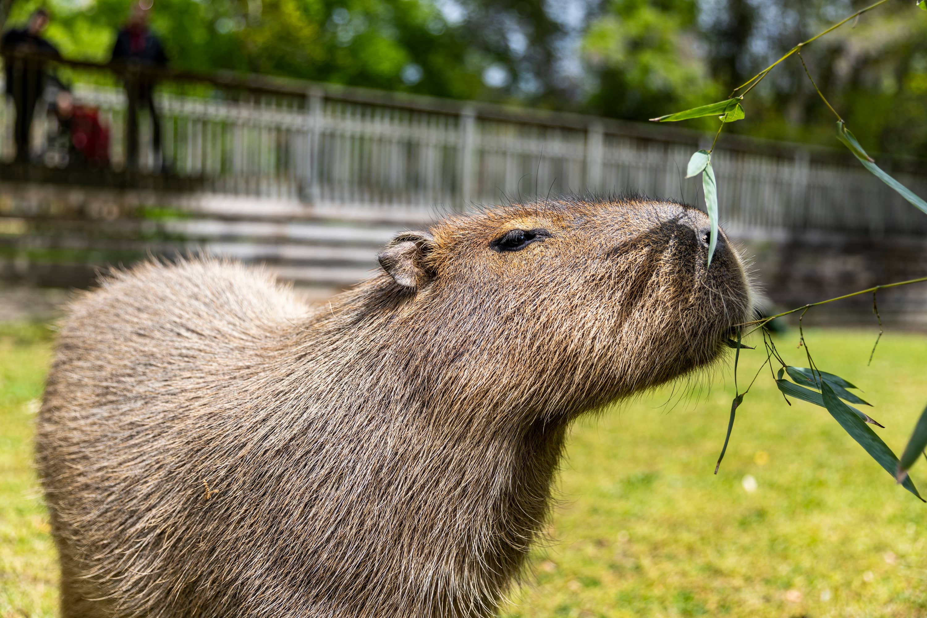 Capybara Encounters