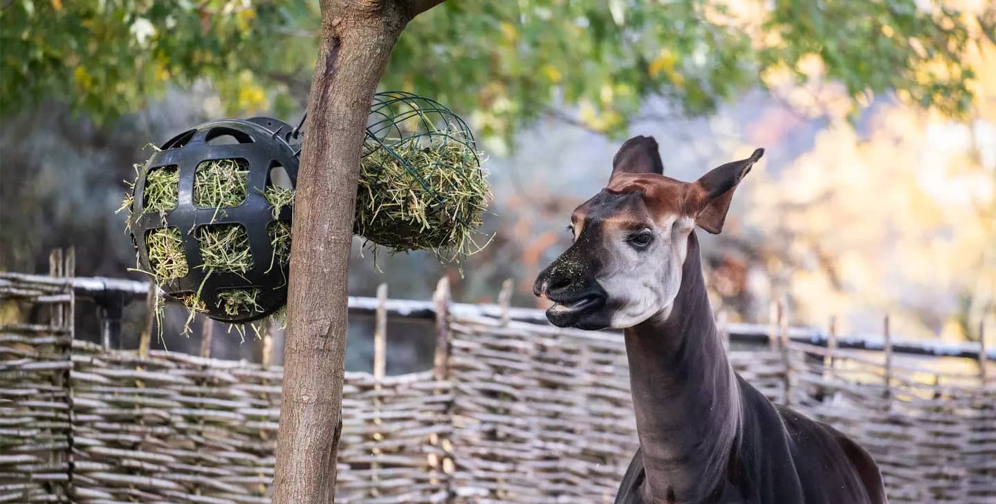 Okapis