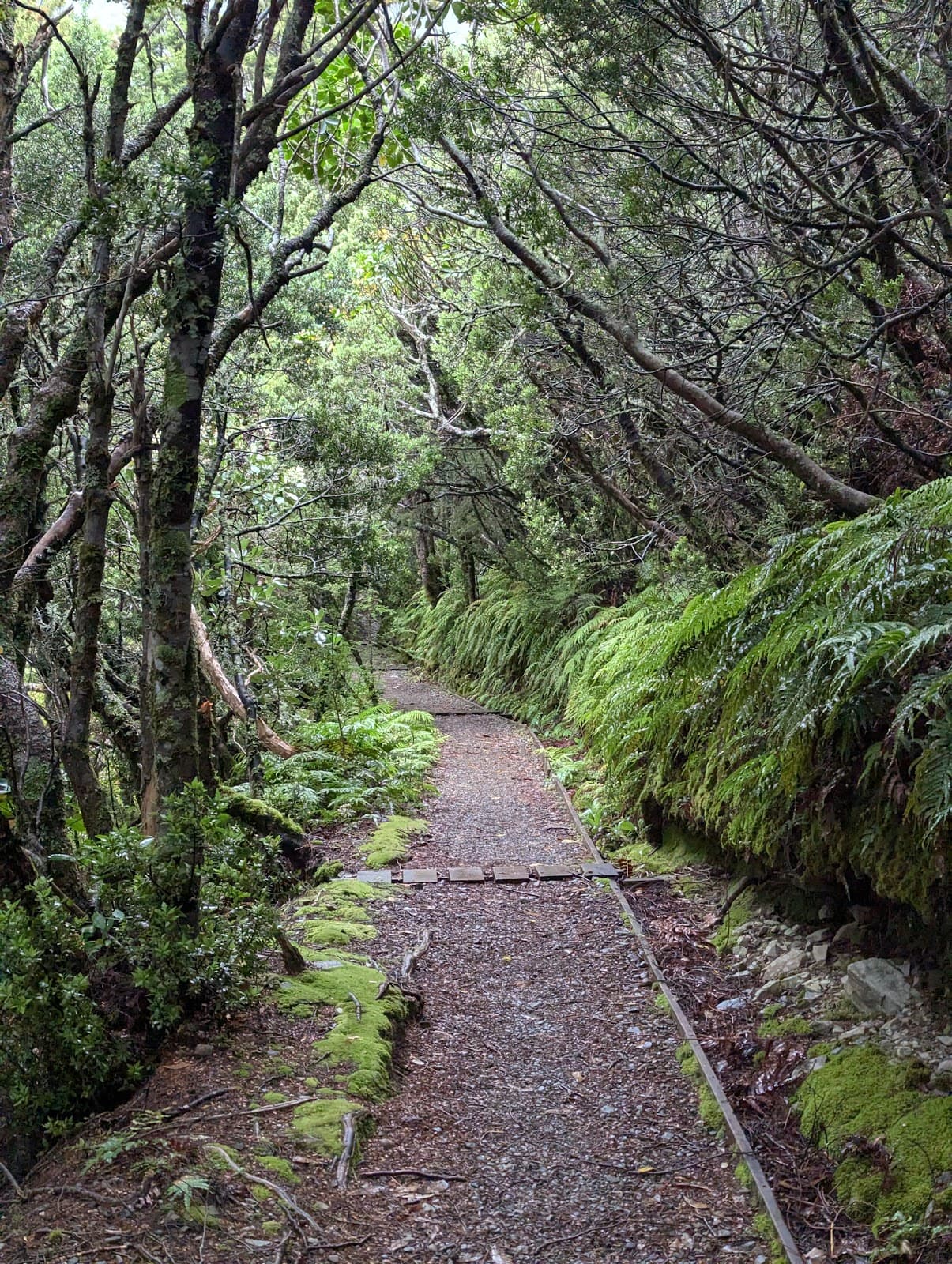 Governors Bush Walk Mount Cook Village - Image 1