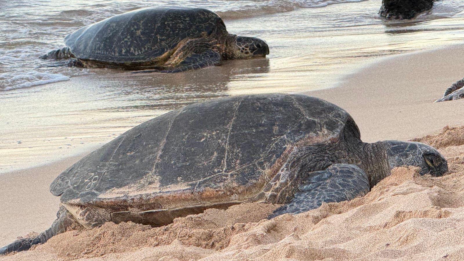 Tavares Beach (Kaulahao) - Image 1