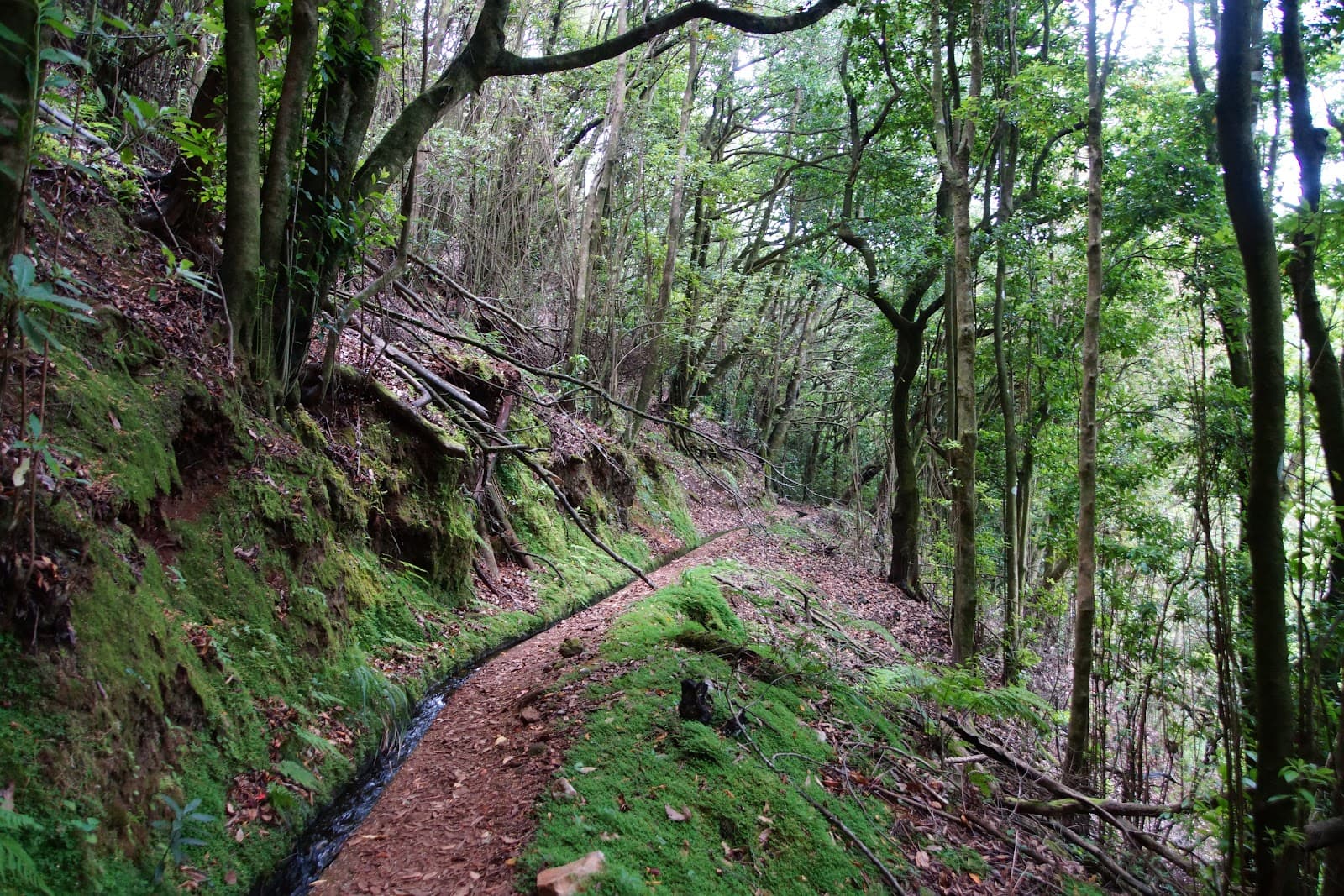 PR7 Levada do Moinho - Levada Nova - Image 1