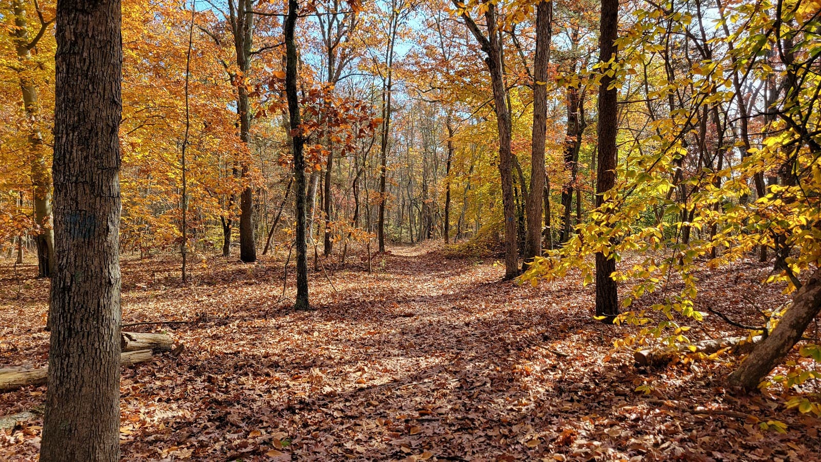 Rancocas State Park - Image 1