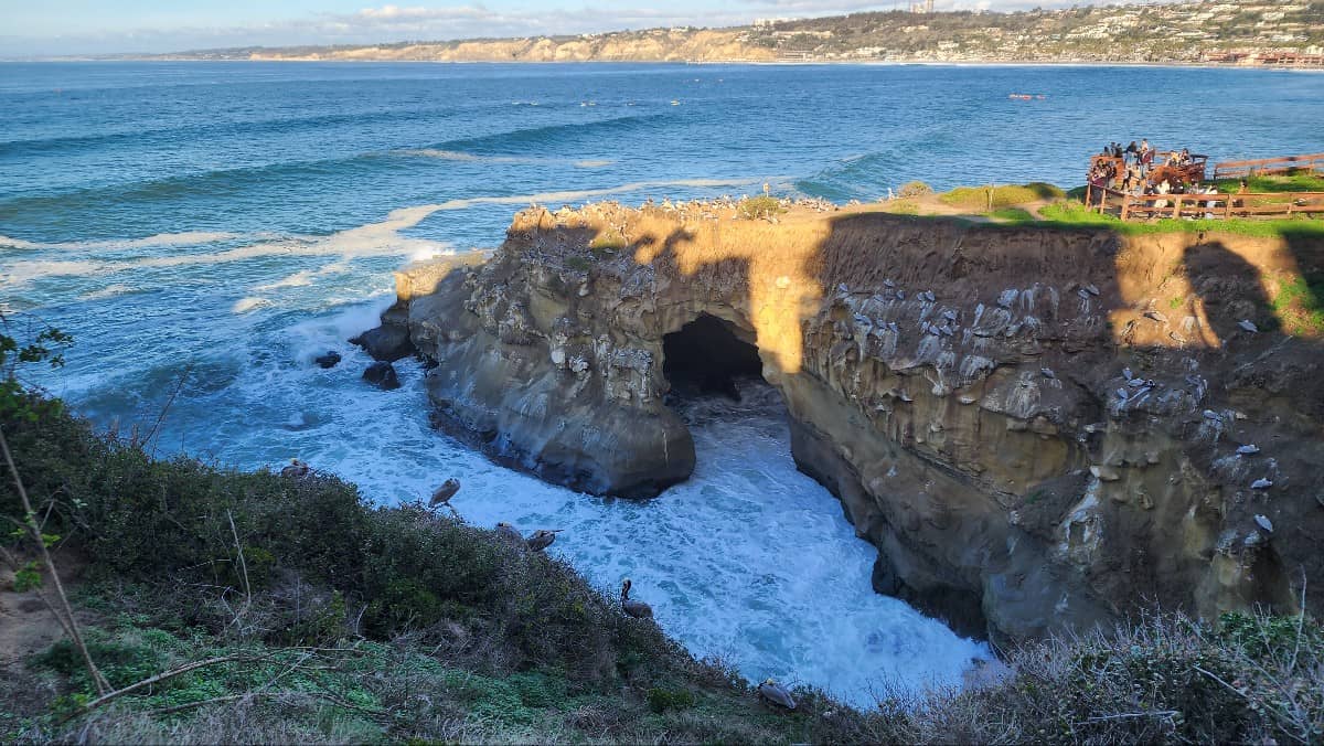 Leopard Shark Viewing