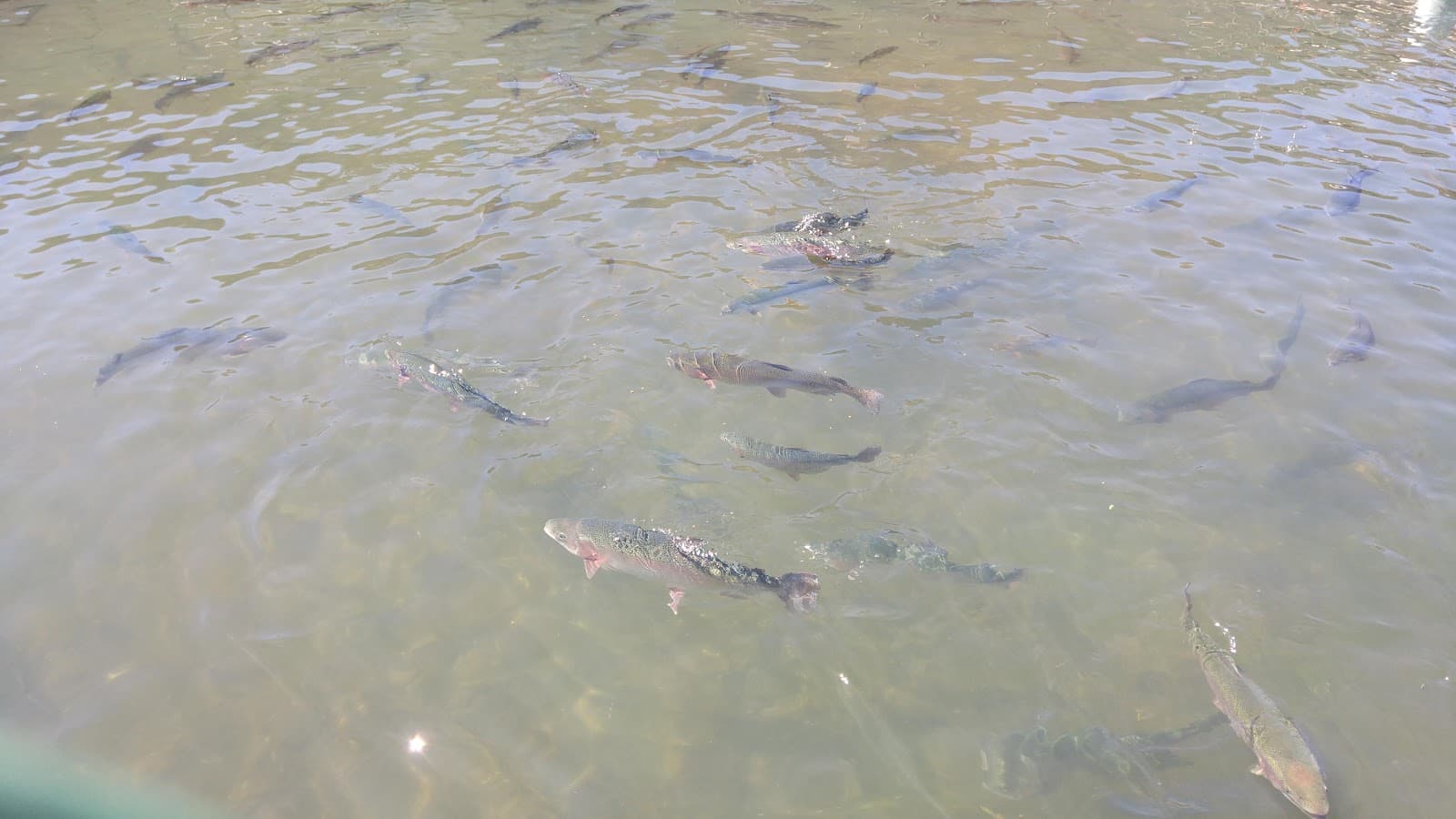 Bluewater Anglers Fish Hatchery - Image 1