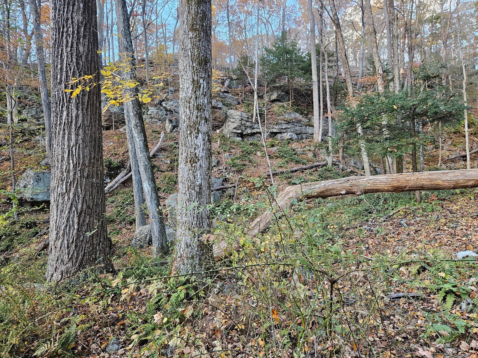 Burnham Brook Preserve - Image 1
