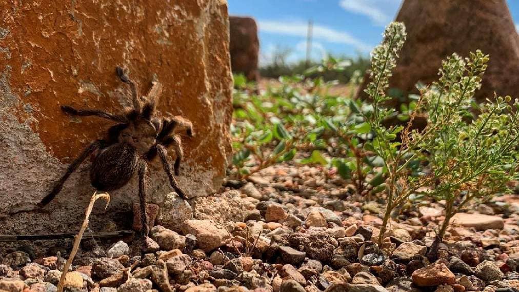 Proximity to Puerto Palomas