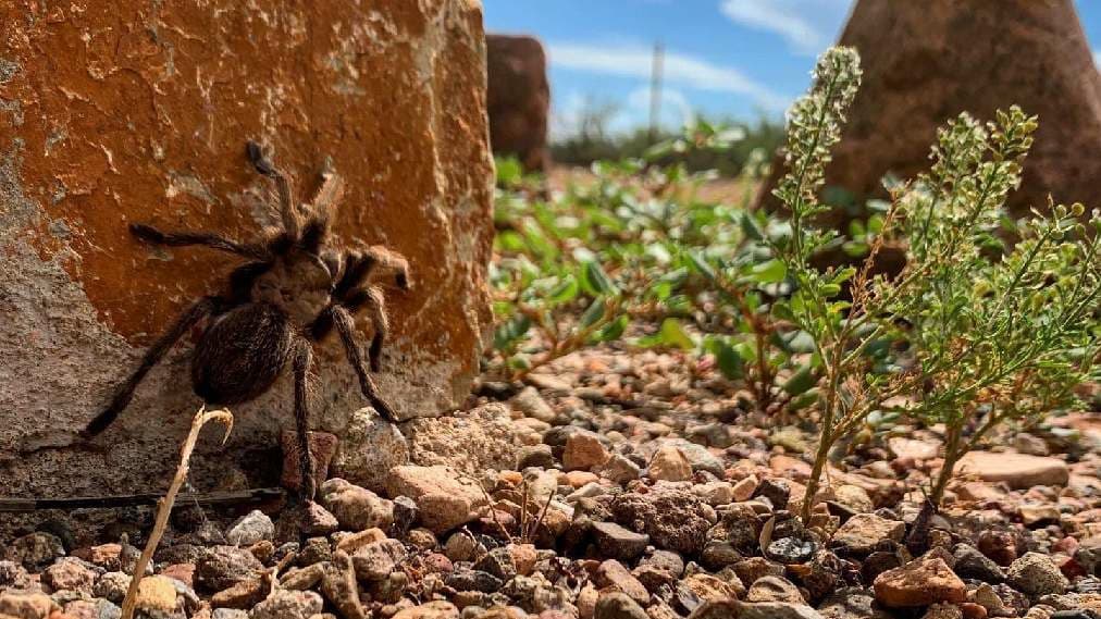 Pancho Villa State Park - Image 1