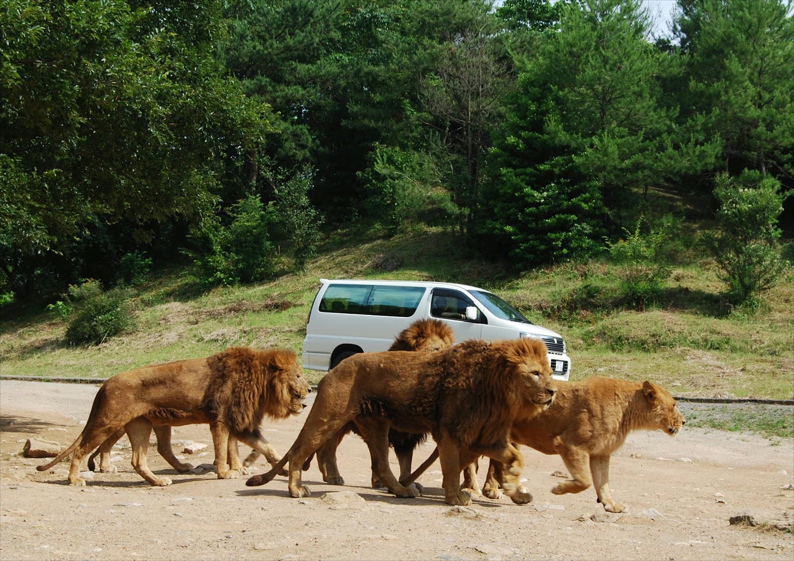 Mine Akiyoshidai Safari Land - Image 1